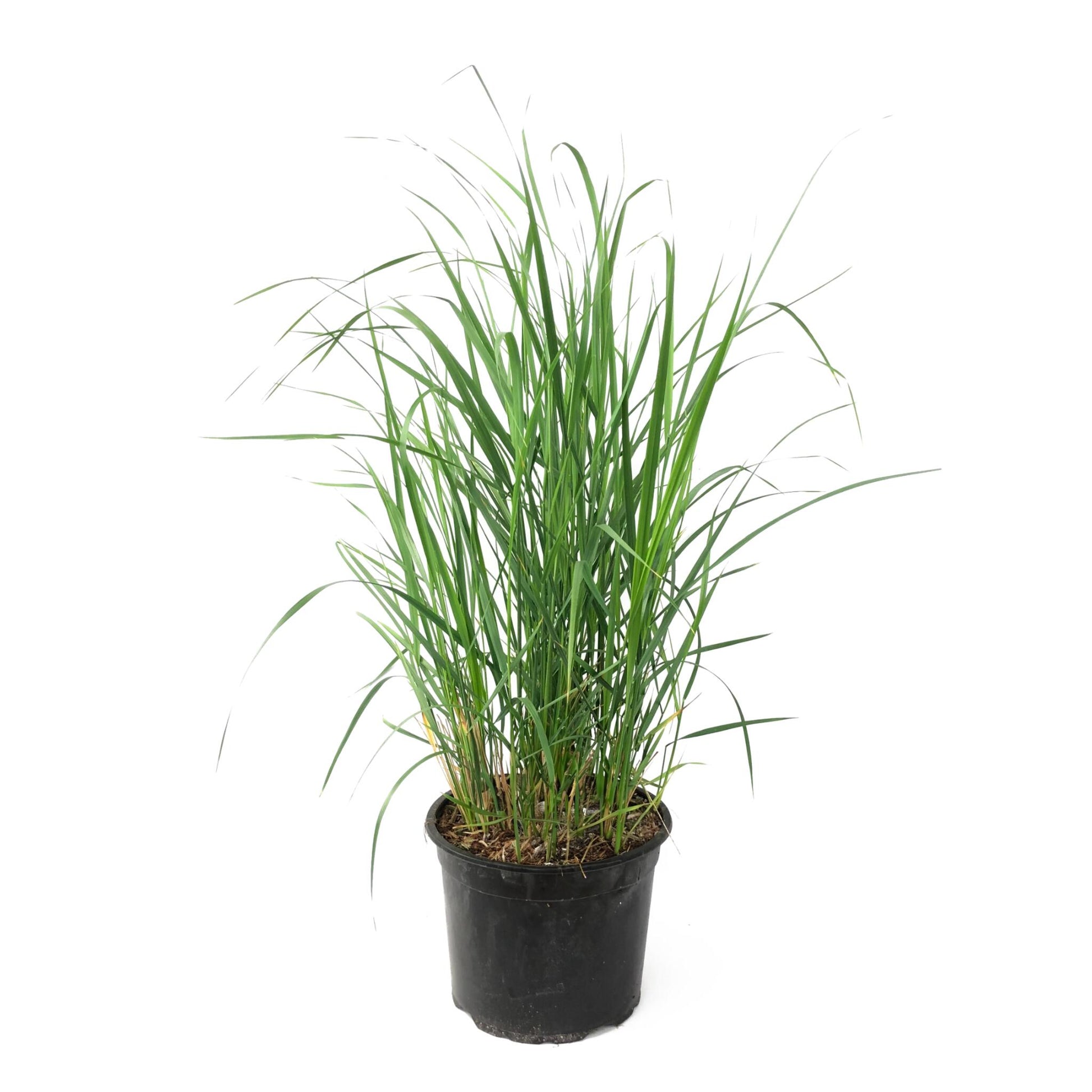Hierba De Pluma - Calamagrostis 'karl Foerster' - Altura 40-60cm - ⌀23cm_0