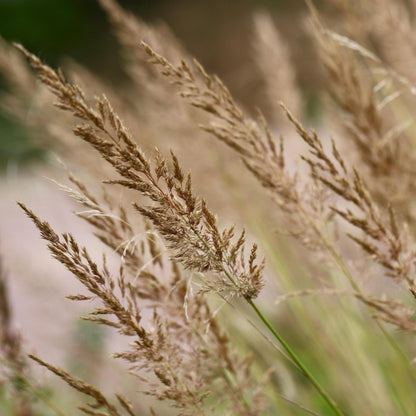 Hierba De Pluma - Calamagrostis 'karl Foerster' - Altura 40-60cm - ⌀23cm_3