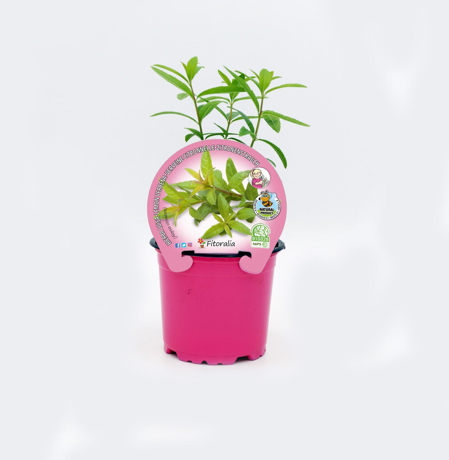 Hierba Luisa En Maceta 10,5 Cm. Natural - Fitoralia_0