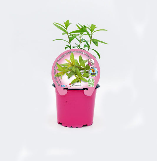 Hierba Luisa En Maceta 10,5 Cm. Natural - Fitoralia_0