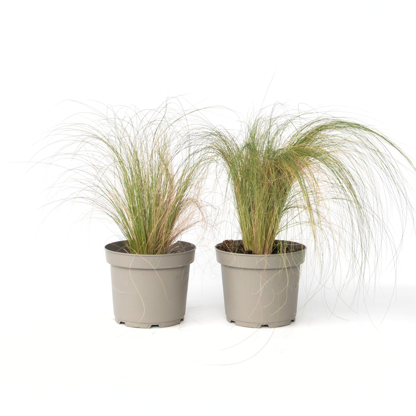 Hierba Plumosa - 2 Pzs - Pennisetum 'stipa' - Altura 40-60cm - ⌀23cm_0
