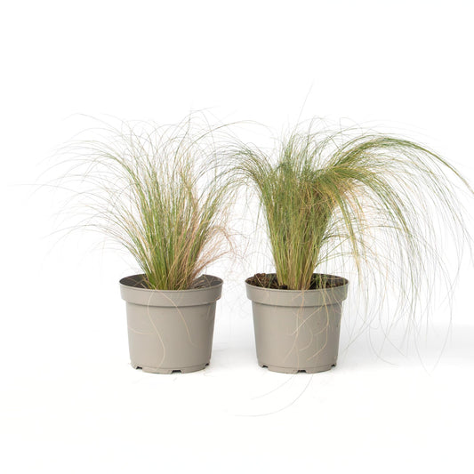 Hierba Plumosa - 2 Pzs - Pennisetum 'stipa' - Altura 40-60cm - ⌀23cm_0