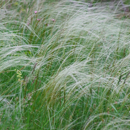 Hierba Plumosa - 2 Pzs - Pennisetum 'stipa' - Altura 40-60cm - ⌀23cm_3