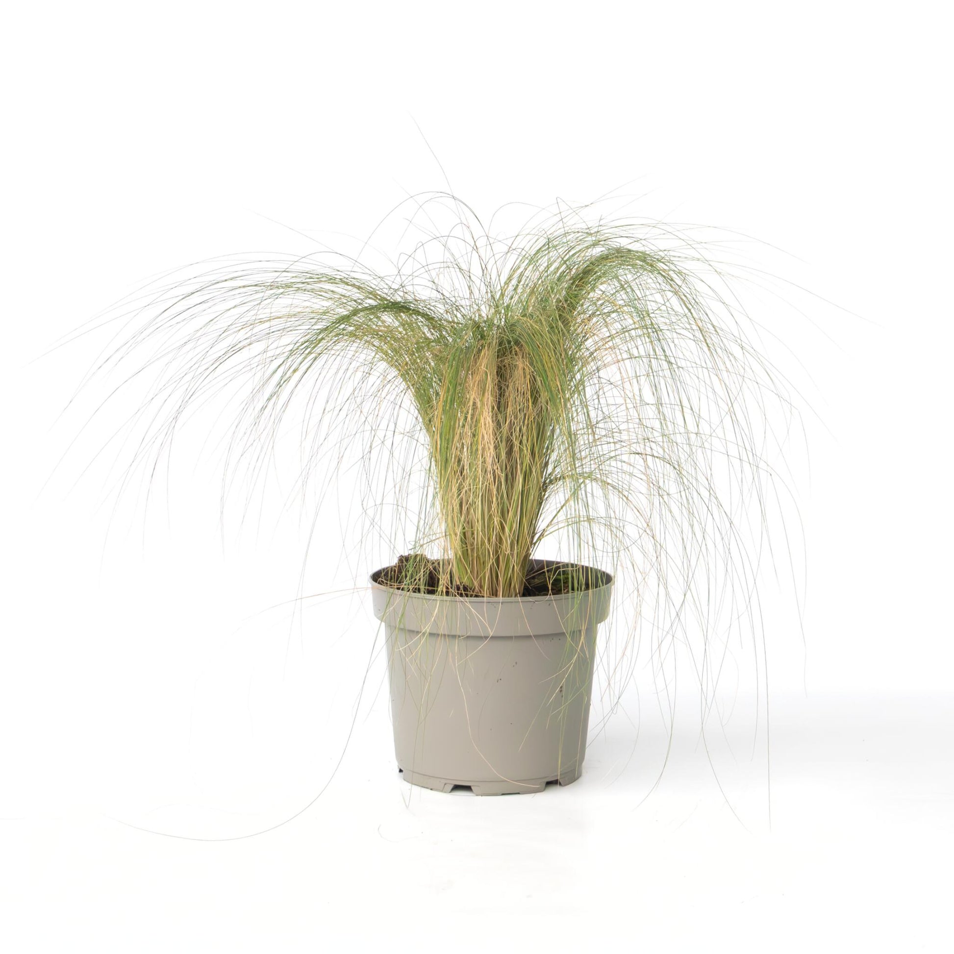 Hierba Plumosa - Pennisetum 'stipa' - Altura 40-60cm - ⌀23cm_0