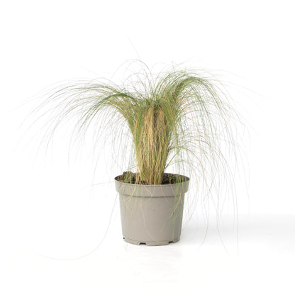 Hierba Plumosa - Pennisetum 'stipa' - Altura 40-60cm - ⌀23cm_0