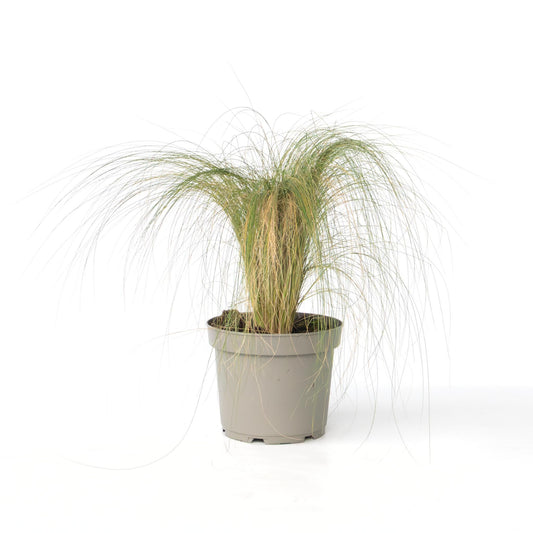 Hierba Plumosa - Pennisetum 'stipa' - Altura 40-60cm - ⌀23cm_0