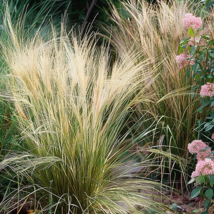 Hierba Plumosa - Pennisetum 'stipa' - Altura 40-60cm - ⌀23cm_4