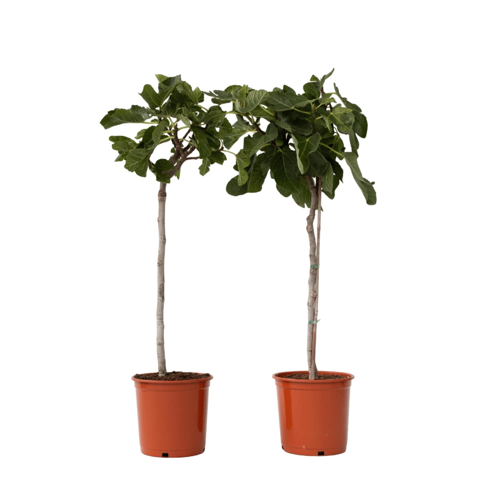 Higuera - 2 Pzs - Ficus Carica - Altura 70-90cm - ⌀21cm_0