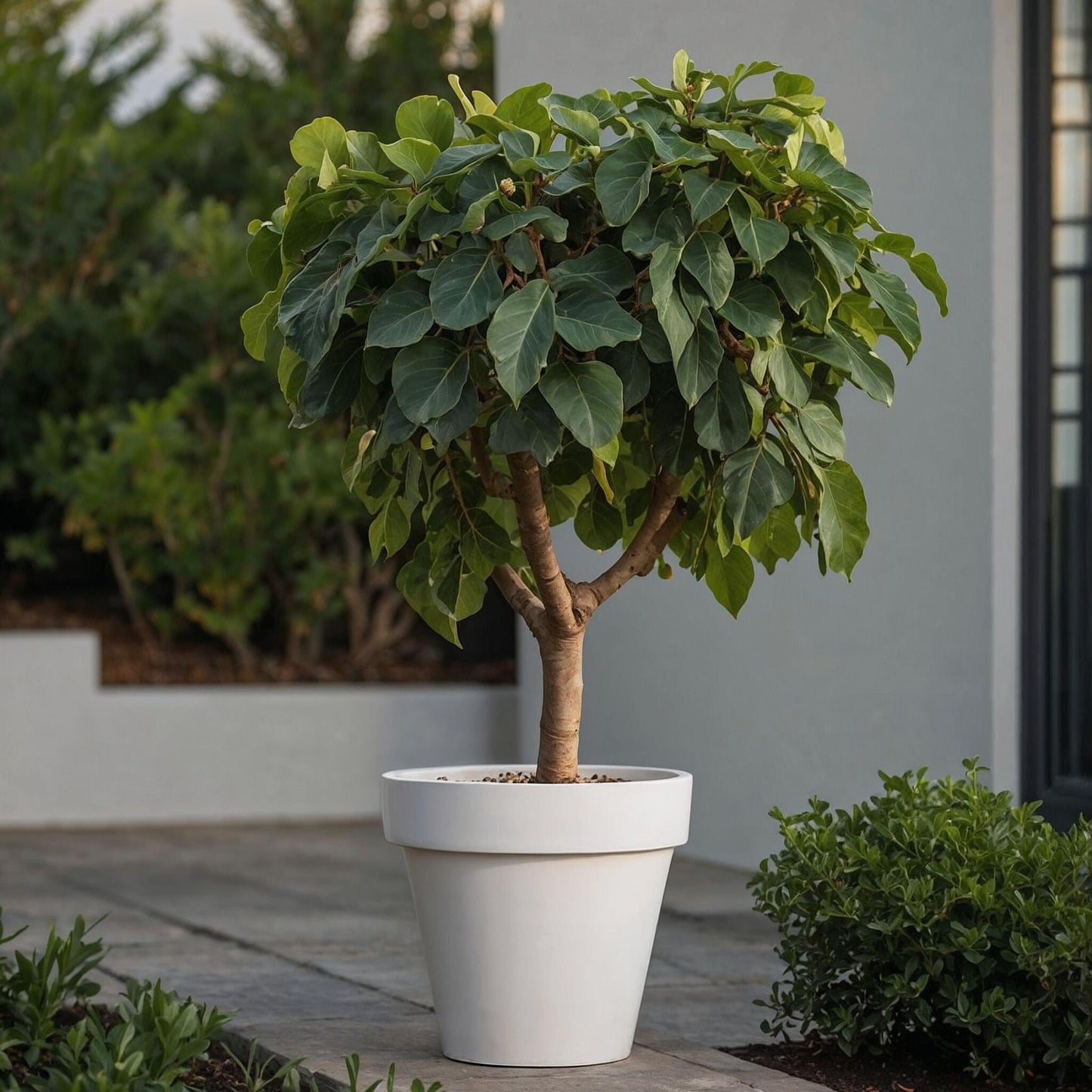 Higuera - 2 Pzs - Ficus Carica - Altura 70-90cm - ⌀21cm_1
