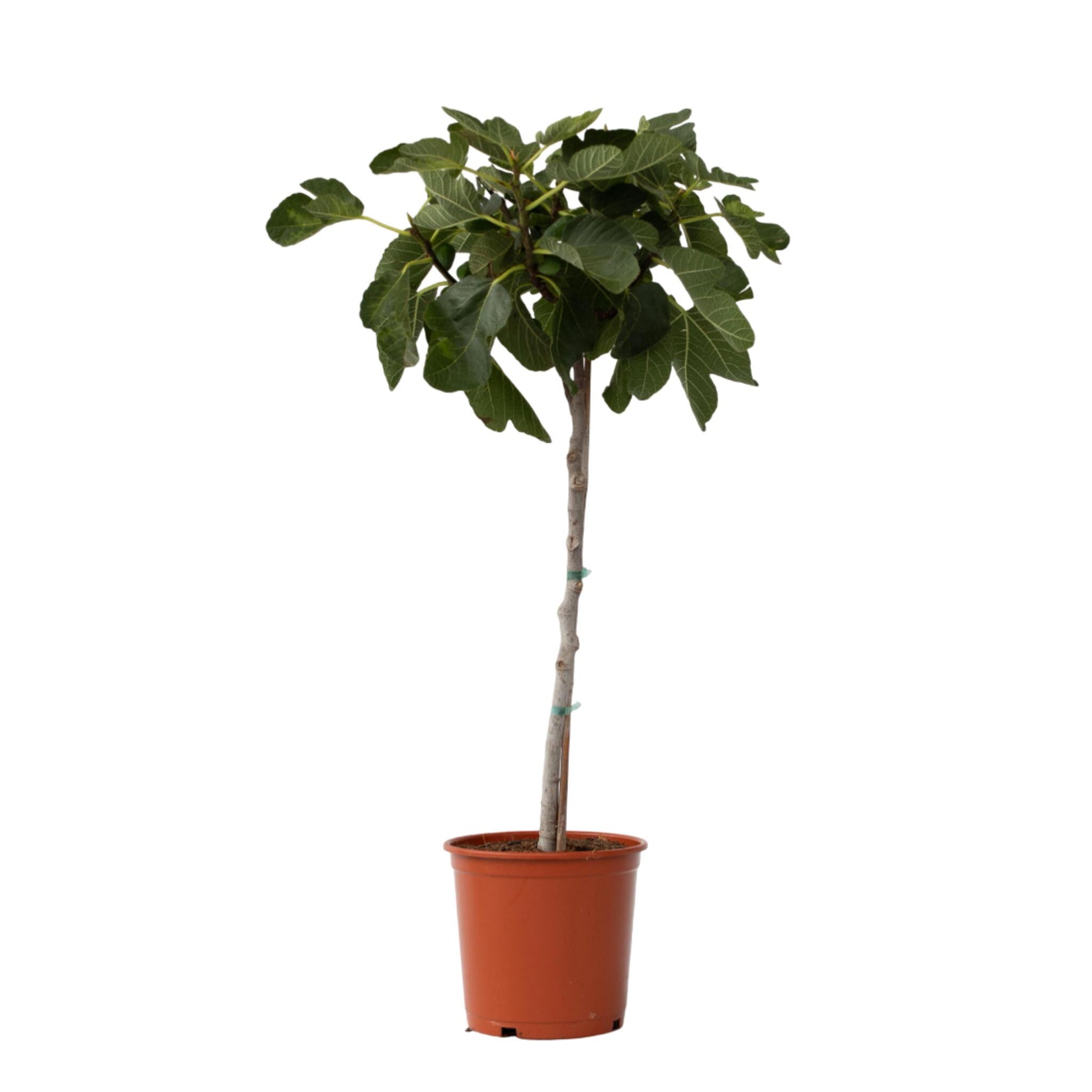Higuera - Ficus Carica - Altura 70-90cm - ⌀21cm_0