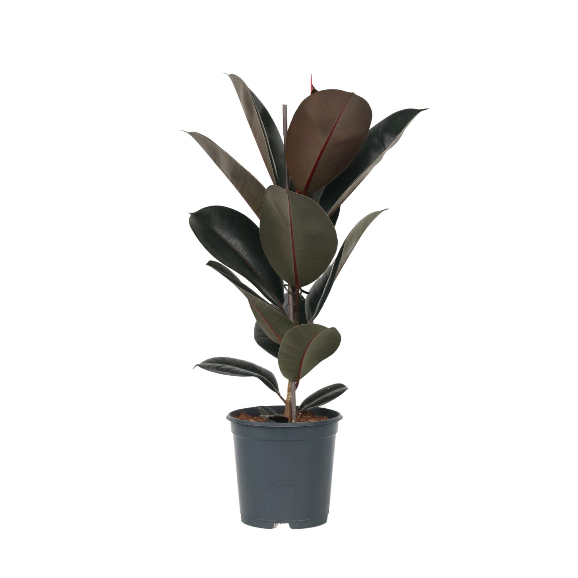 Higuera Cauchera - Ficus Elastica 'abidjan' - Altura 75-100cm - ⌀24cm_0