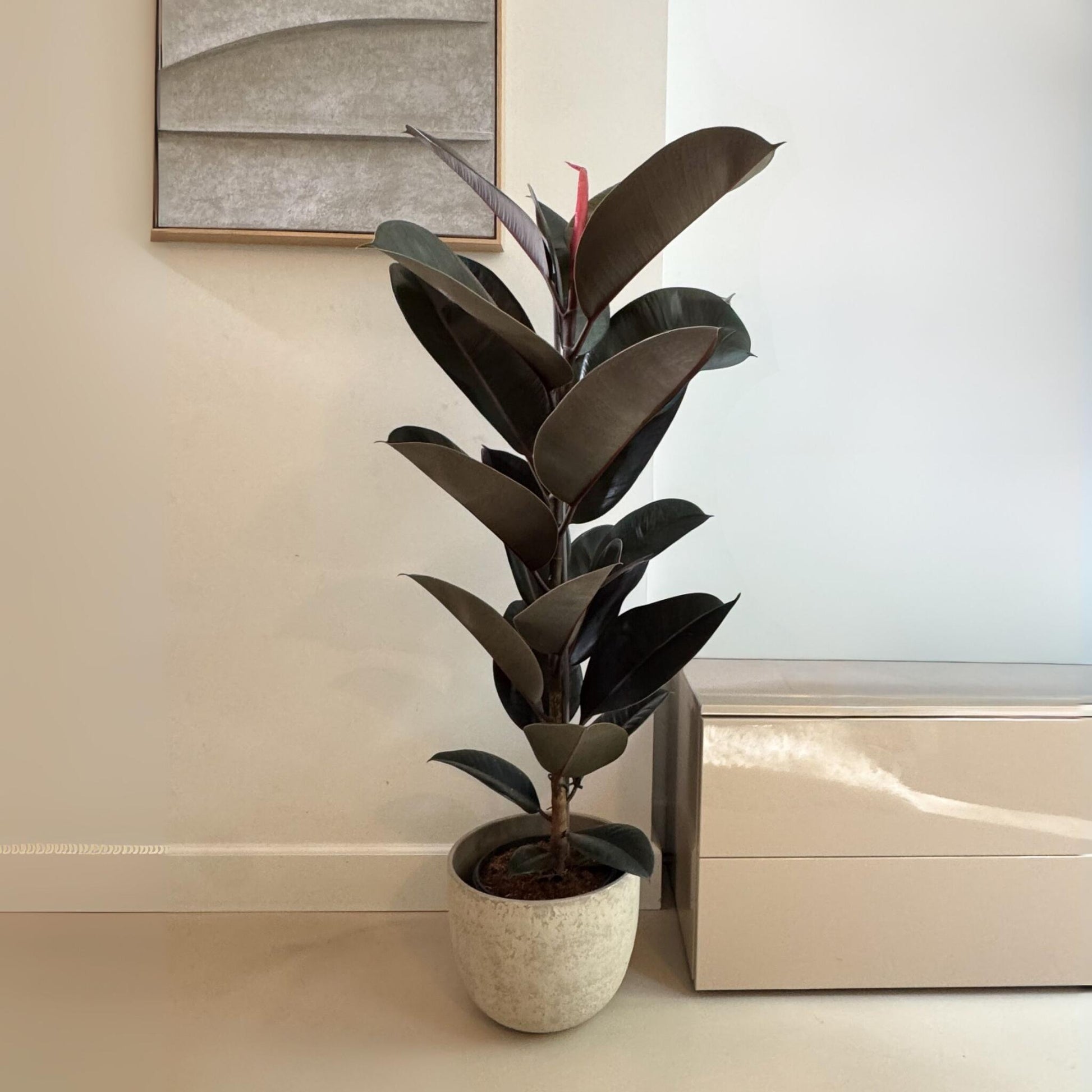 Higuera Cauchera - Ficus Elastica 'abidjan' - Altura 75-100cm - ⌀24cm_1