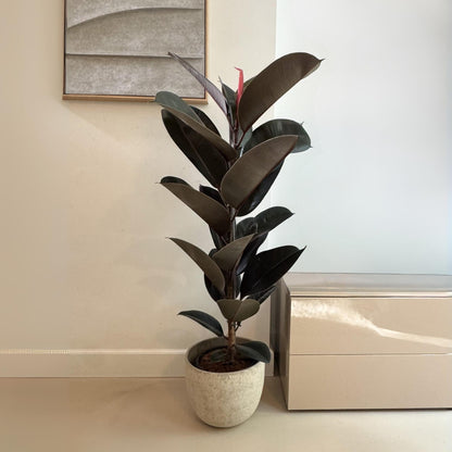 Higuera Cauchera - Ficus Elastica 'abidjan' - Altura 75-100cm - ⌀24cm_1