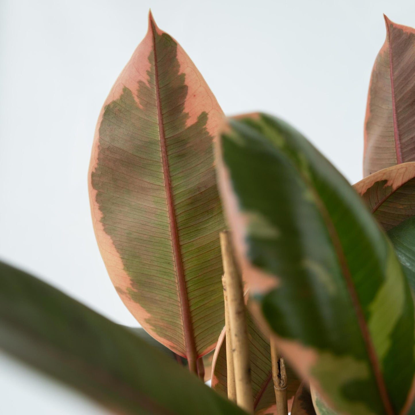 Higuera Cauchera - Ficus Elastica 'belize' - Altura 75-100cm - ⌀24cm_3