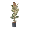 Higuera Cauchera - Ficus Elastica 'tineke' - Altura 75-100cm - ⌀24cm