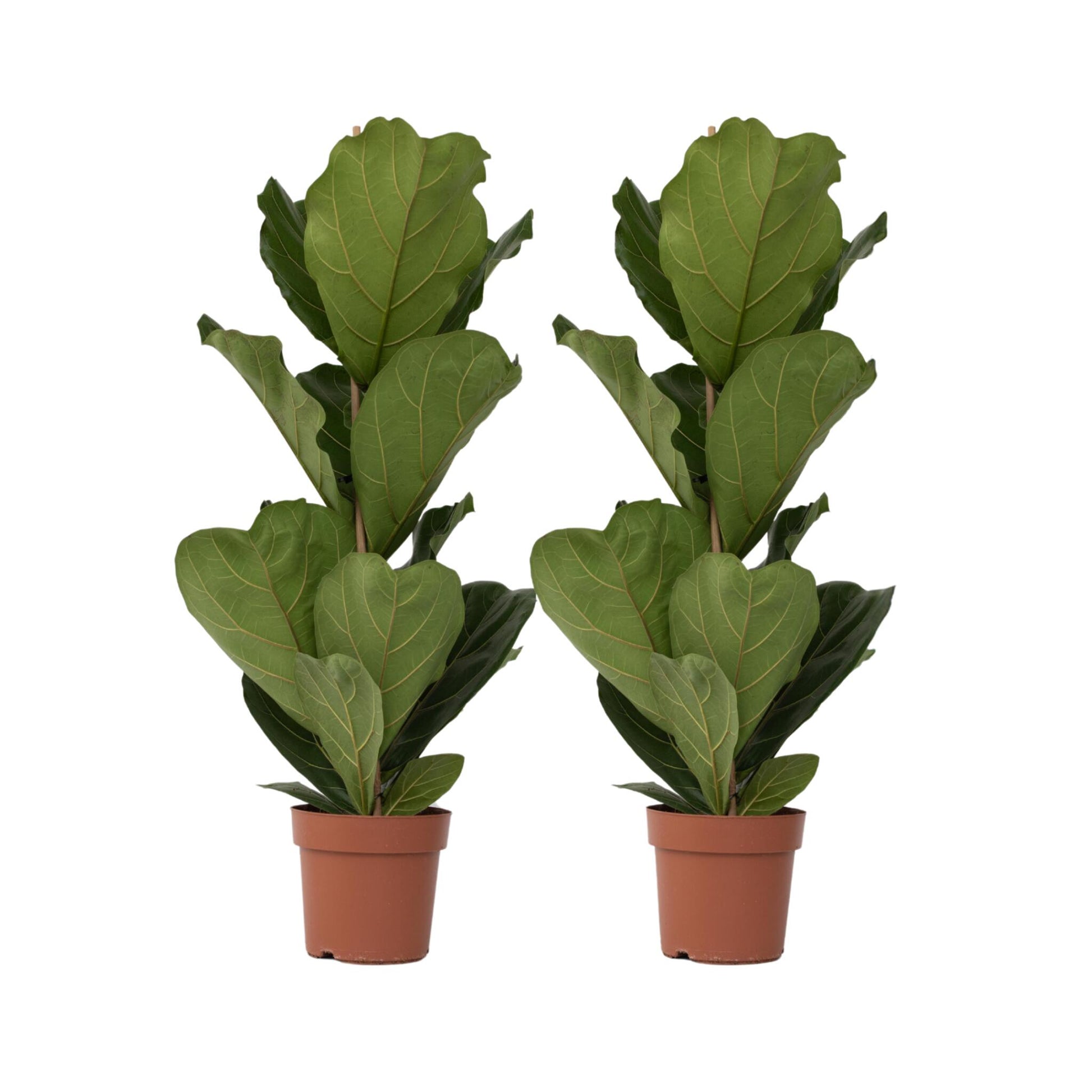 Higuera Hoja De Violín - 2 Pzs - Ficus Lyrata - Altura 70-90cm - ⌀21cm_0