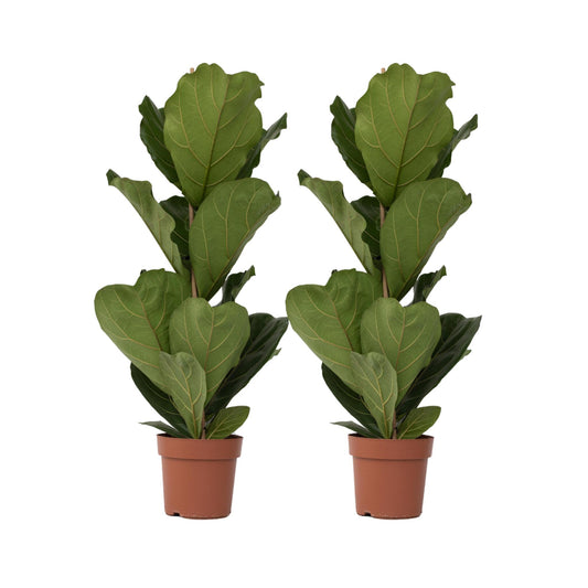 Higuera Hoja De Violín - 2 Pzs - Ficus Lyrata - Altura 70-90cm - ⌀21cm_0