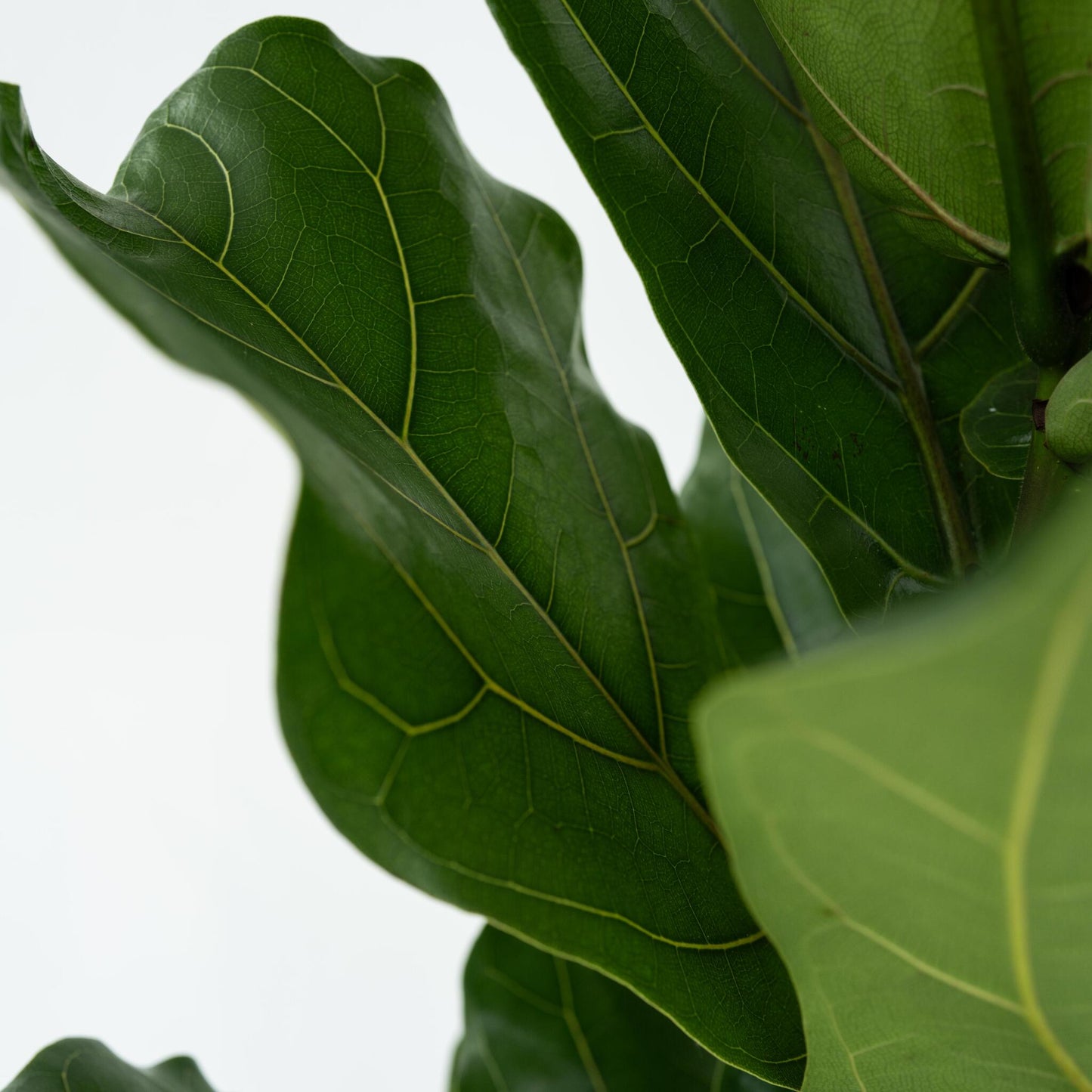 Higuera Hoja De Violín - 2 Pzs - Ficus Lyrata - Altura 70-90cm - ⌀21cm_3