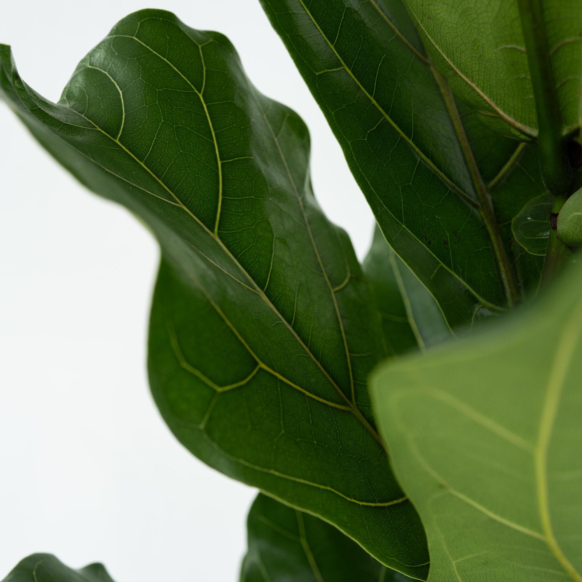 Higuera Hoja De Violín - Ficus Lyrata - Altura 70-90cm - ⌀21cm_3