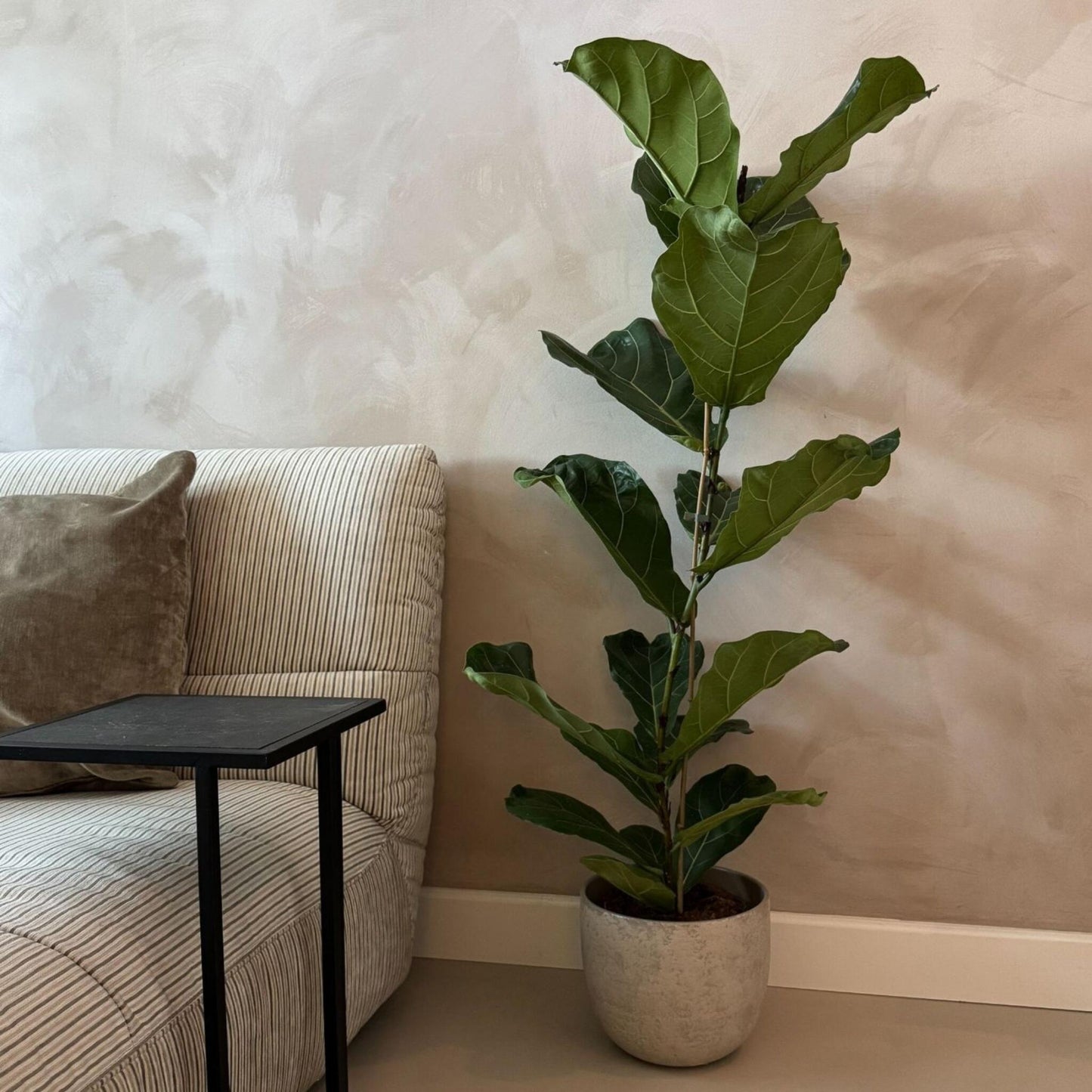 Higuera Hoja De Violín - Ficus Lyrata - Altura 80-100cm - ⌀24cm_1