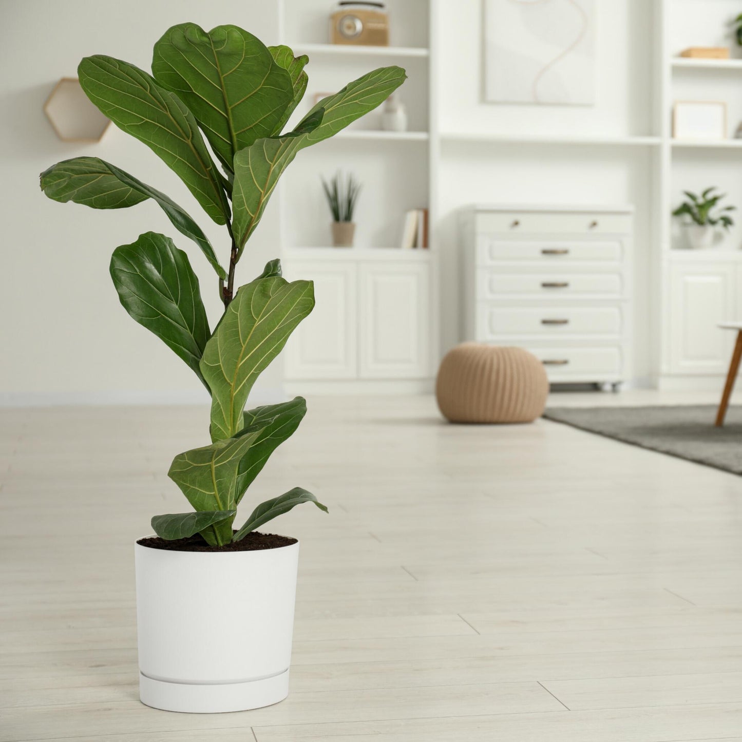Higuera Hoja De Violín - Ficus Lyrata - Altura 80-100cm - ⌀24cm_4