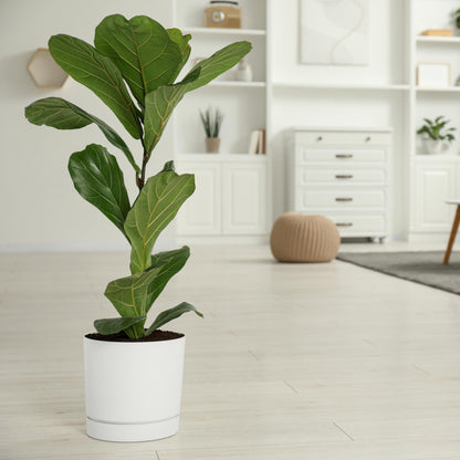 Higuera Hoja De Violín - Ficus Lyrata - Altura 80-100cm - ⌀24cm_4