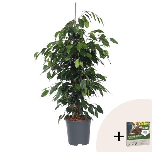 Higuera Llorona - Ficus Benjamina 'danielle' - Altura 100-110cm - ⌀21cm_0