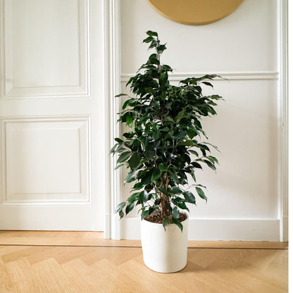 Higuera Llorona - Ficus Benjamina 'danielle' - Altura 100-110cm - ⌀21cm_1