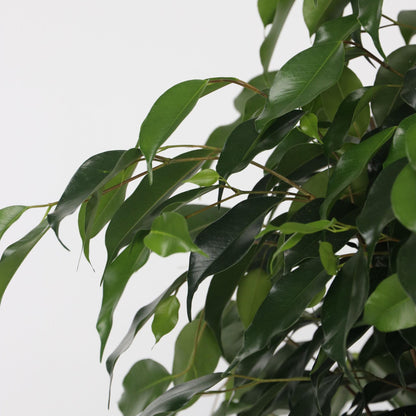Higuera Llorona - Ficus Benjamina 'danielle' - Altura 100-110cm - ⌀21cm_3