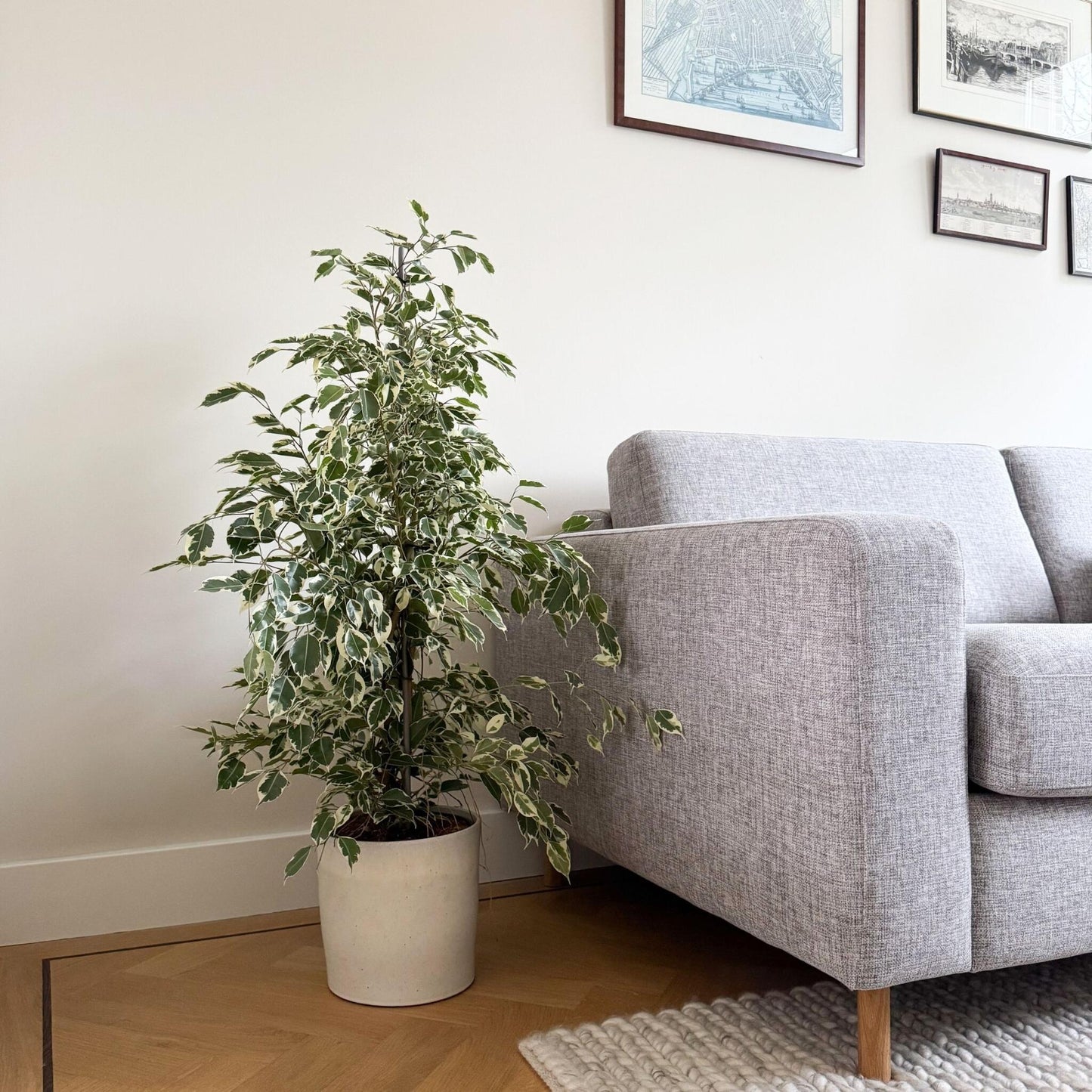 Higuera Llorona - Ficus Benjamina 'twilight' - Altura 100-110cm - ⌀21cm_4