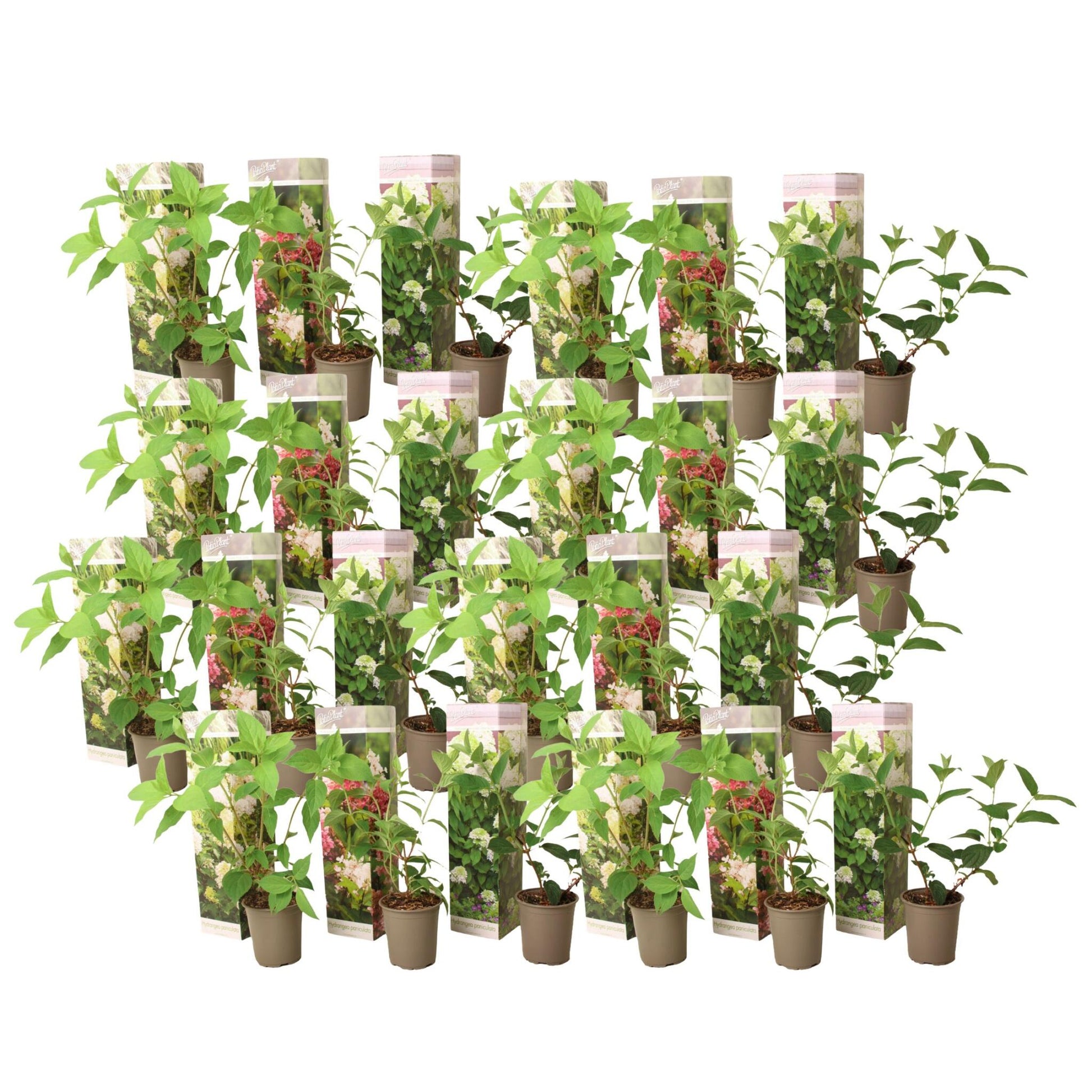 Hortensia - 24 Pzs - Hortensia Paniculata - Altura 25-35cm - ⌀9cm_0