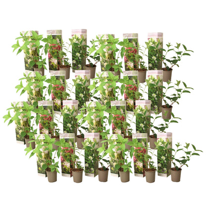 Hortensia - 24 Pzs - Hortensia Paniculata - Altura 25-35cm - ⌀9cm_0