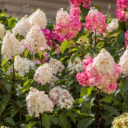 Hortensia - 24 Pzs - Hortensia Paniculata - Altura 25-35cm - ⌀9cm_1