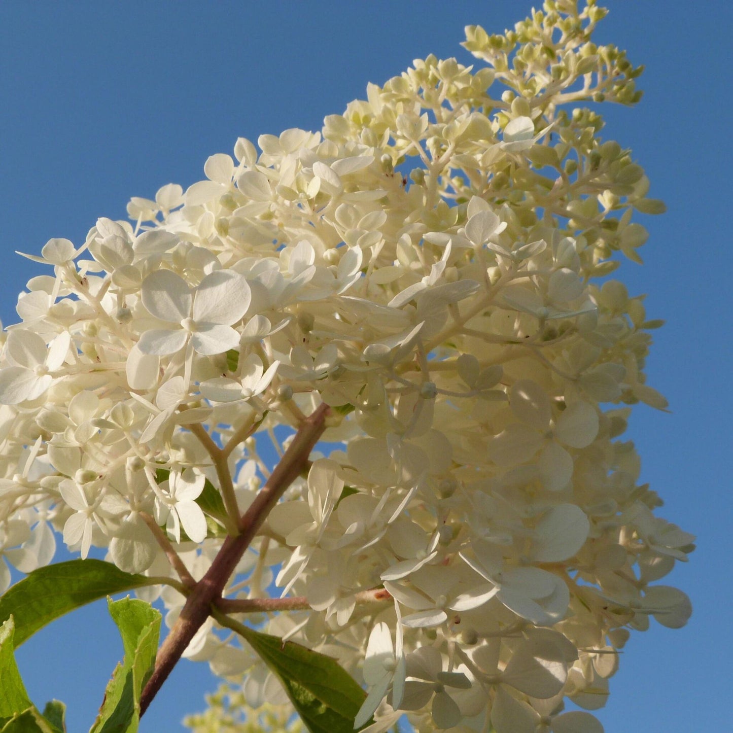 Hortensia - 24 Pzs - Hortensia Paniculata - Altura 25-35cm - ⌀9cm_3