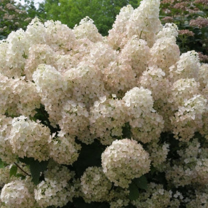 Hortensia - 2 Pzs - Hydrangea Paniculata 'bobo' - Altura 25-40cm - ⌀19cm_1