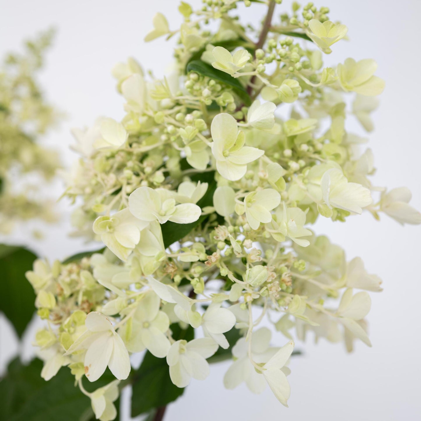 Hortensia - 2 Pzs - Hydrangea Paniculata 'candlelight' - Altura 25-40cm - ⌀19cm_3