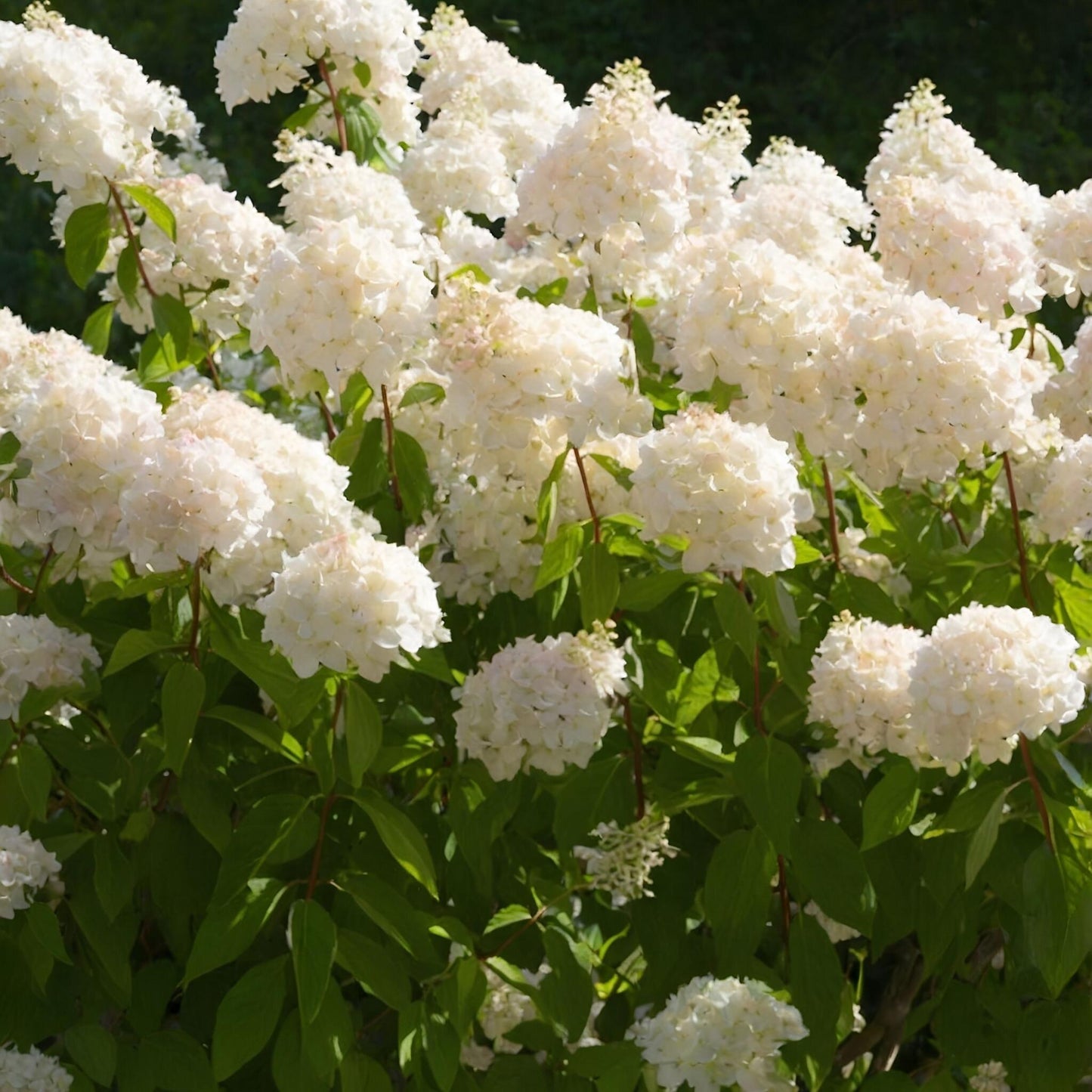 Hortensia - 2 Pzs - Hydrangea Paniculata 'grandiflora' - Altura 30-40cm - ⌀17cm_1
