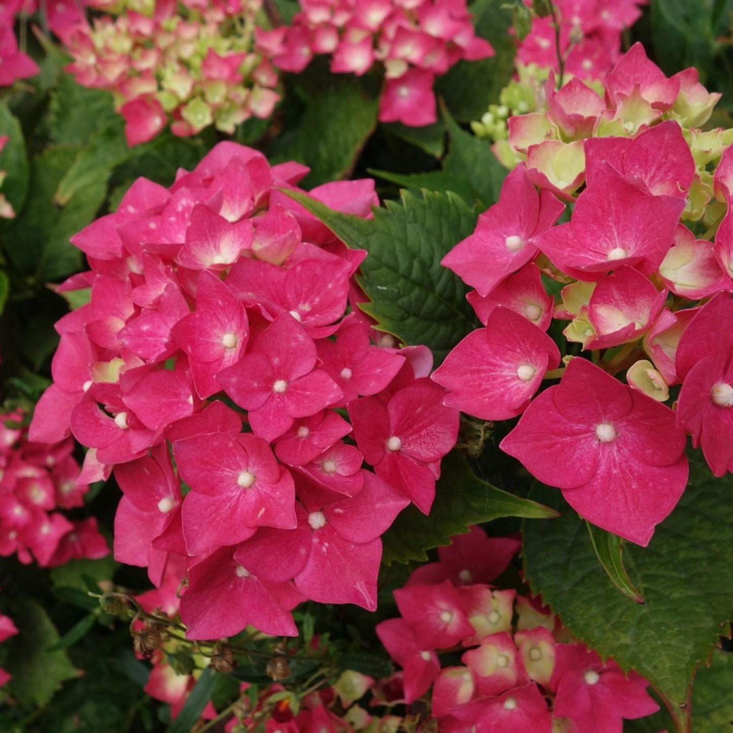 Hortensia - 2 Pzs - Hydrangea Paniculata 'wim's Red' - Altura 25-40cm - ⌀19cm_3