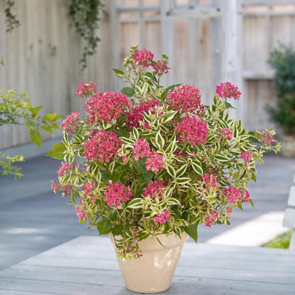 Hortensia - 2 Pzs - Hydrangea Serrata 'euphorbia Pink' - Altura 40-50cm - ⌀19cm_1