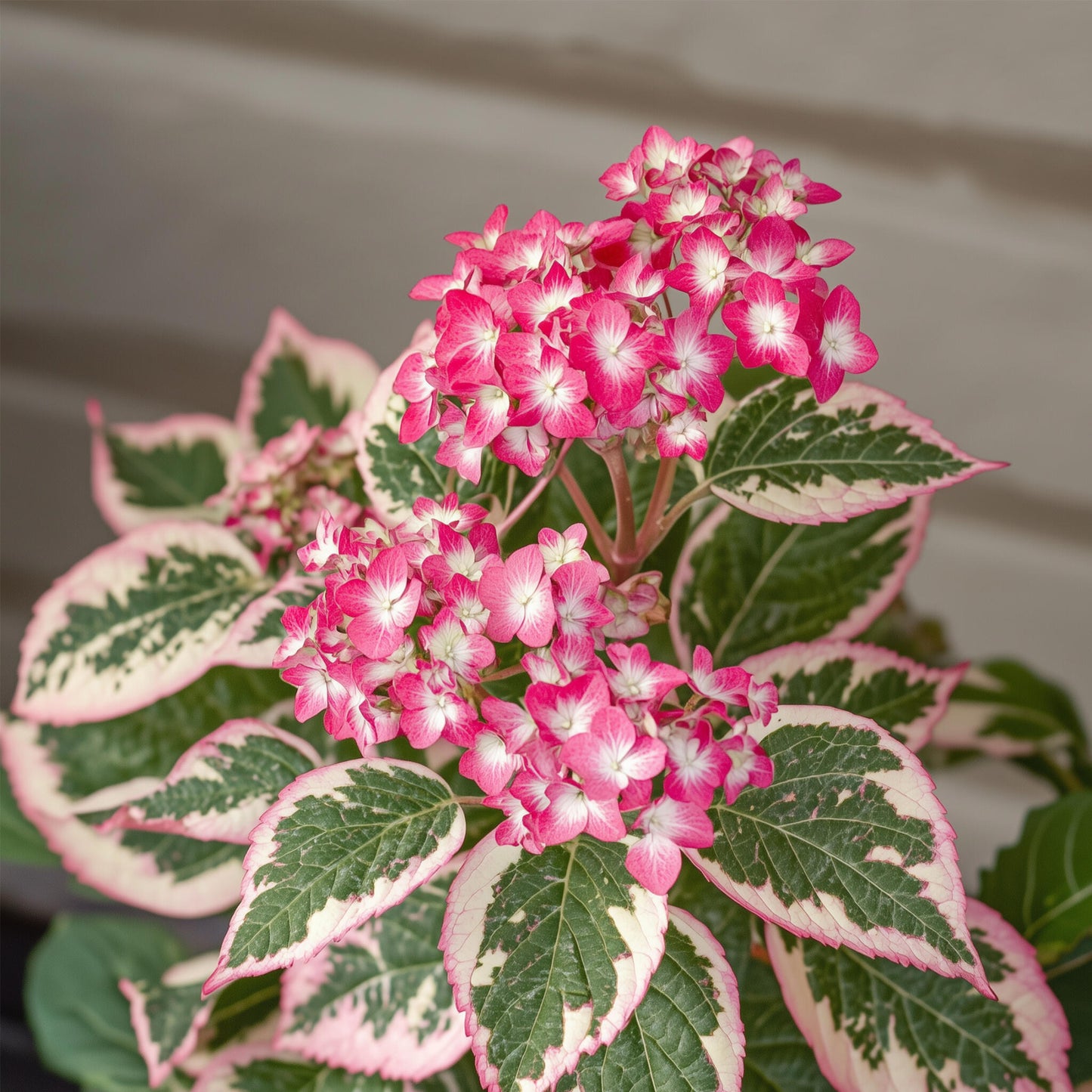 Hortensia - 2 Pzs - Hydrangea Serrata 'euphorbia Pink' - Altura 40-50cm - ⌀19cm_3