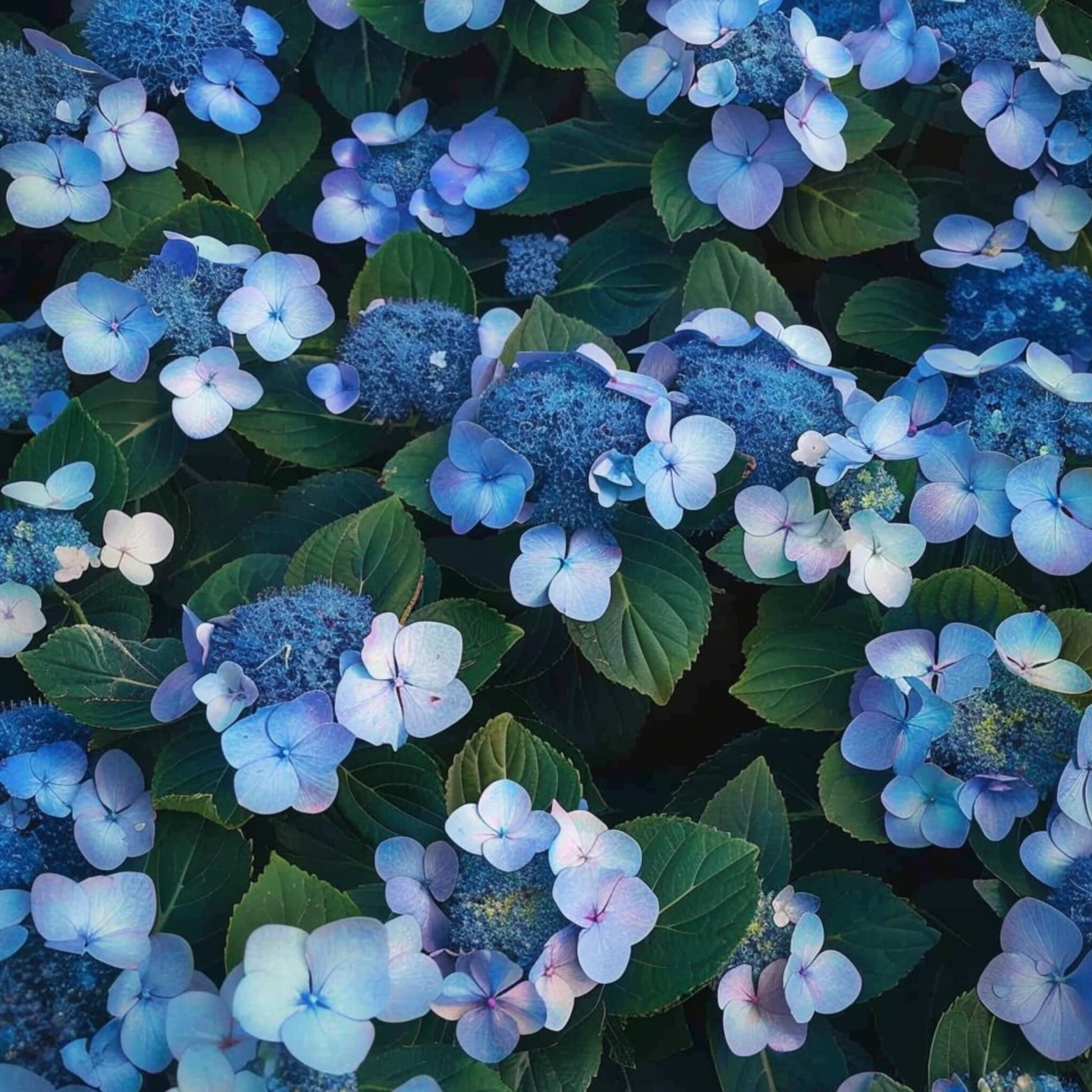 Hortensia - 2 Pzs - Hydrangea Serrata 'magic Pillow' - Altura 25-40cm - ⌀19cm_3