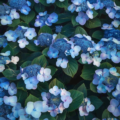 Hortensia - 2 Pzs - Hydrangea Serrata 'magic Pillow' - Altura 25-40cm - ⌀19cm_3