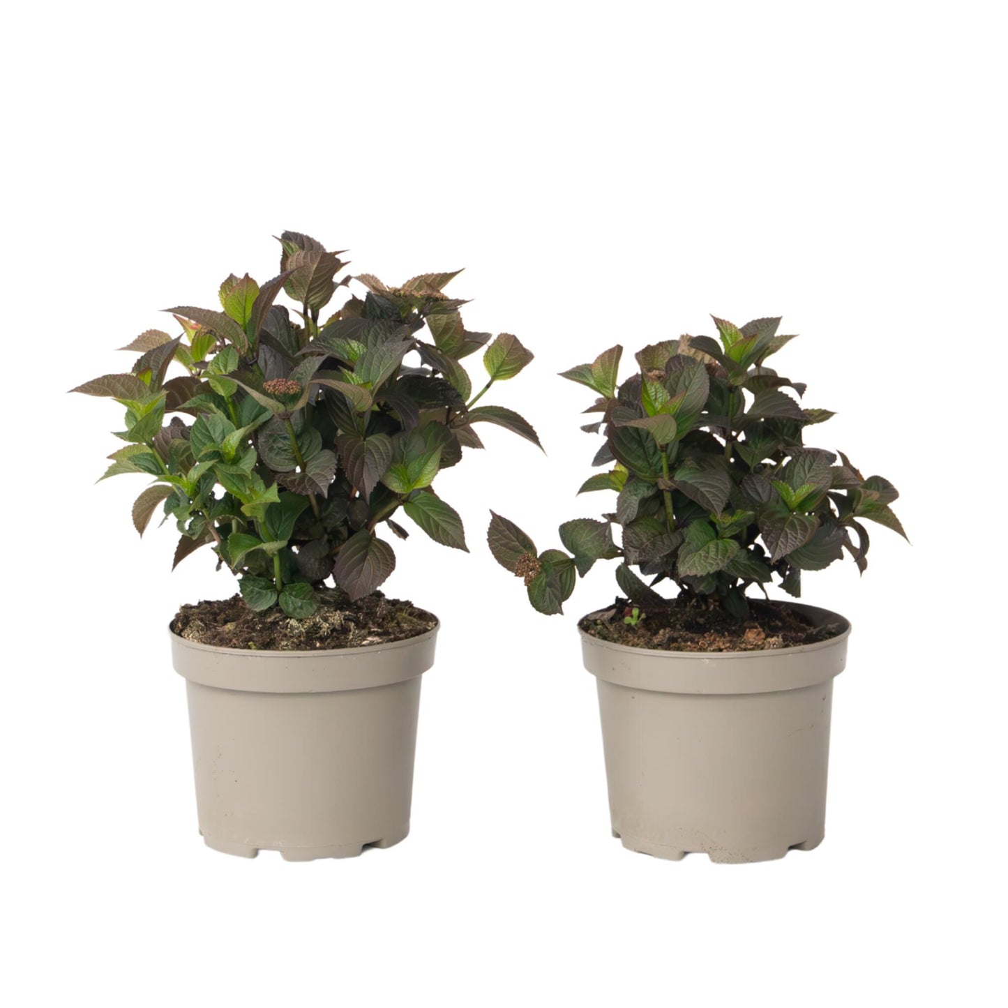 Hortensia - 2 Pzs - Hydrangea 'dare Devil' - Altura 25-40cm - ⌀19cm_0