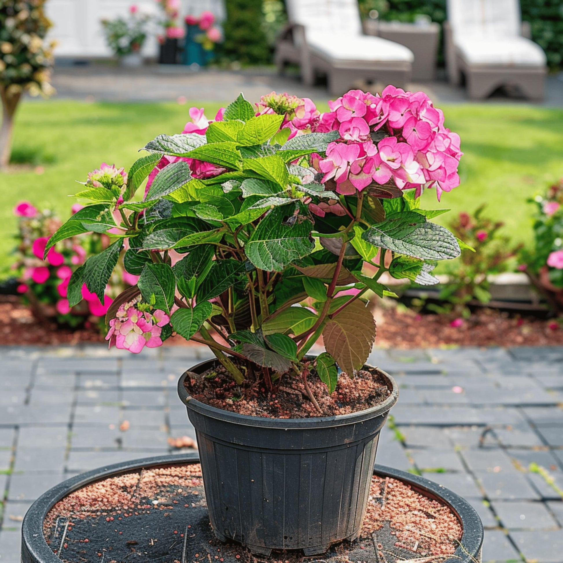 Hortensia - 2 Pzs - Hydrangea 'dare Devil' - Altura 25-40cm - ⌀19cm_1