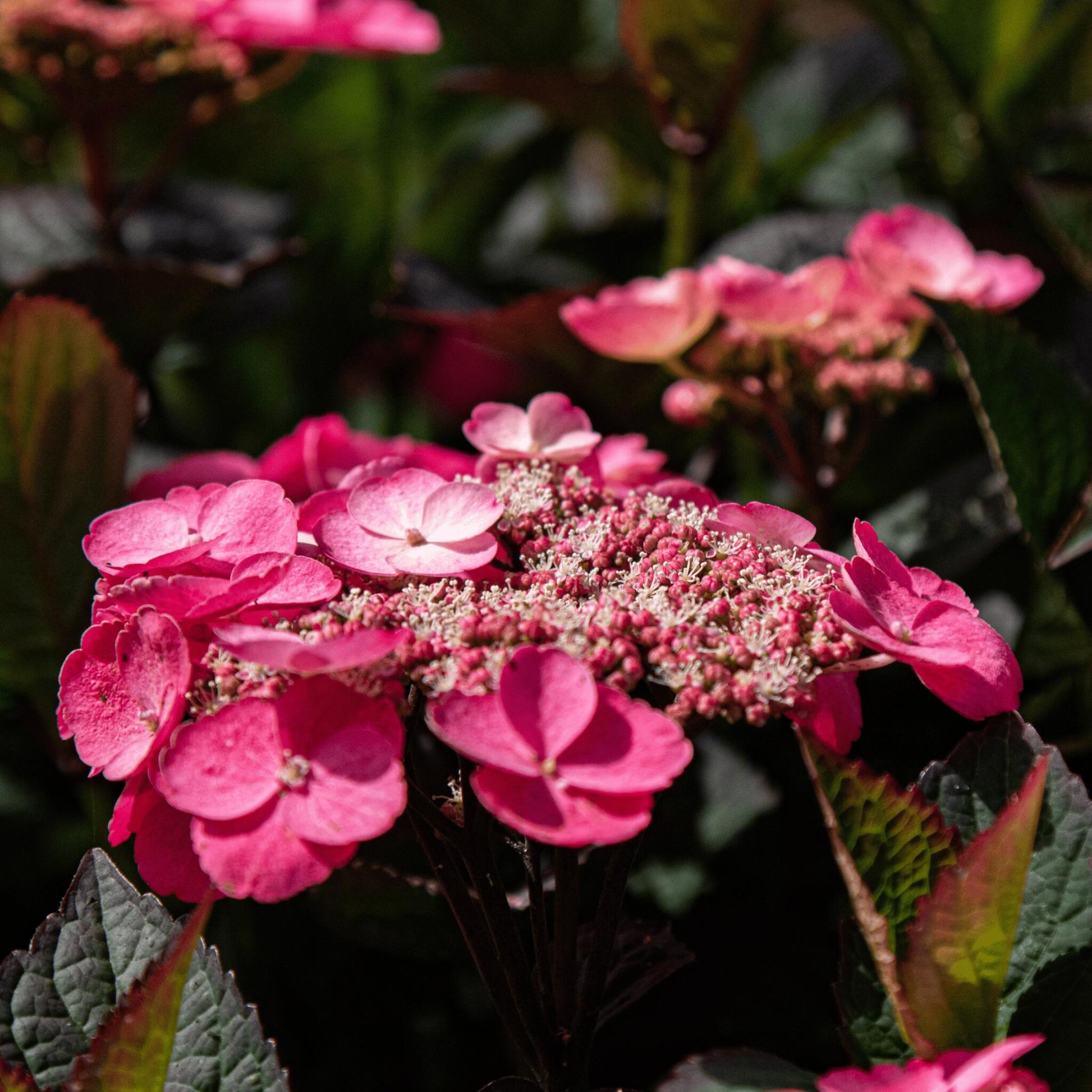 Hortensia - 2 Pzs - Hydrangea 'dare Devil' - Altura 25-40cm - ⌀19cm_3