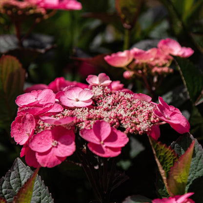 Hortensia - 2 Pzs - Hydrangea 'dare Devil' - Altura 25-40cm - ⌀19cm_3