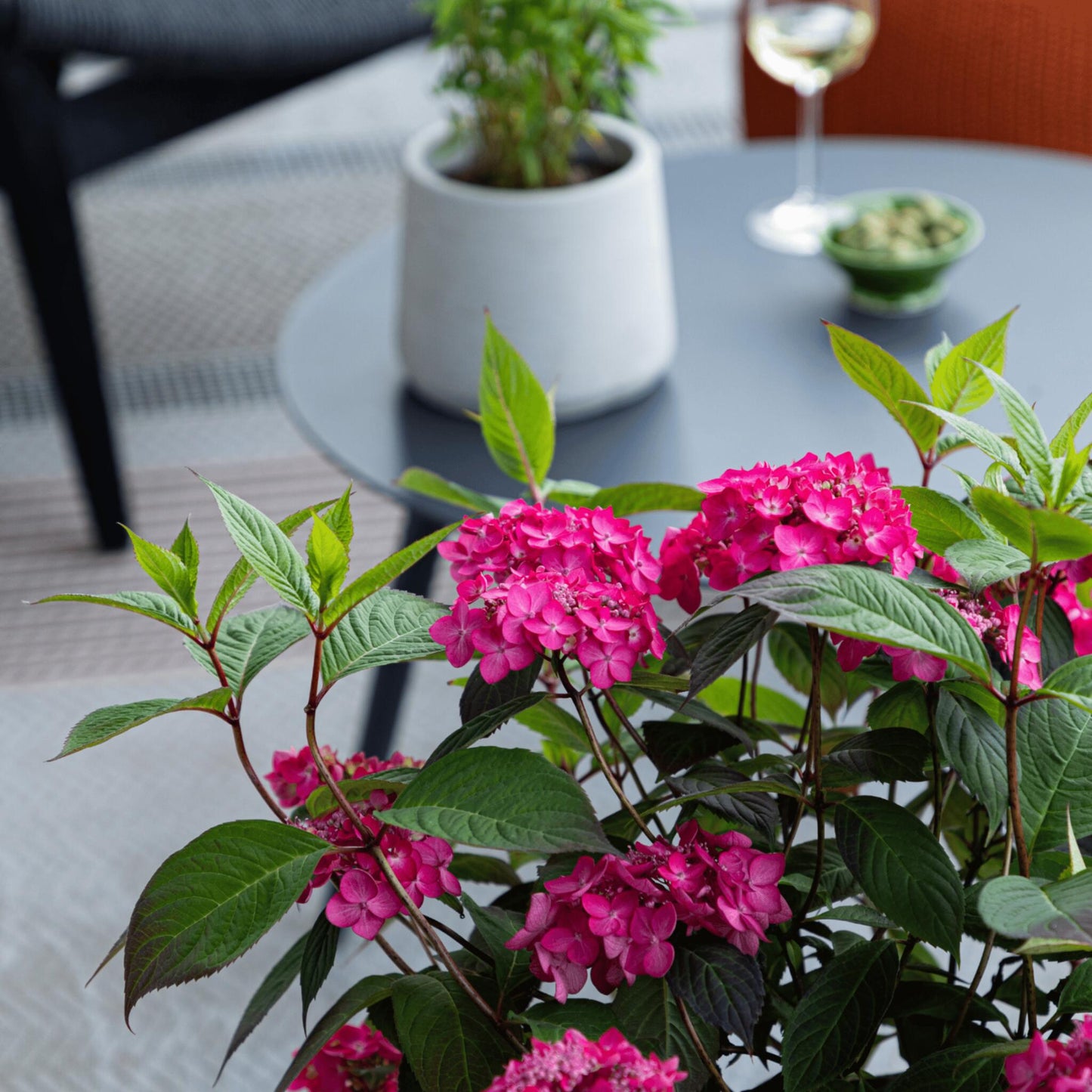 Hortensia - 2 Pzs - Hydrangea 'magic Sunset' - Altura 25-40cm - ⌀19cm_1