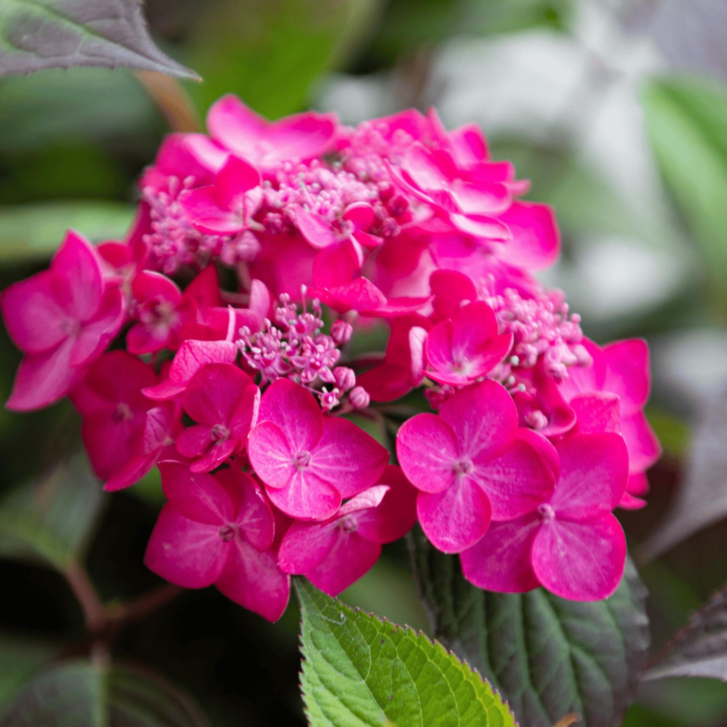 Hortensia - 2 Pzs - Hydrangea 'magic Sunset' - Altura 25-40cm - ⌀19cm_3