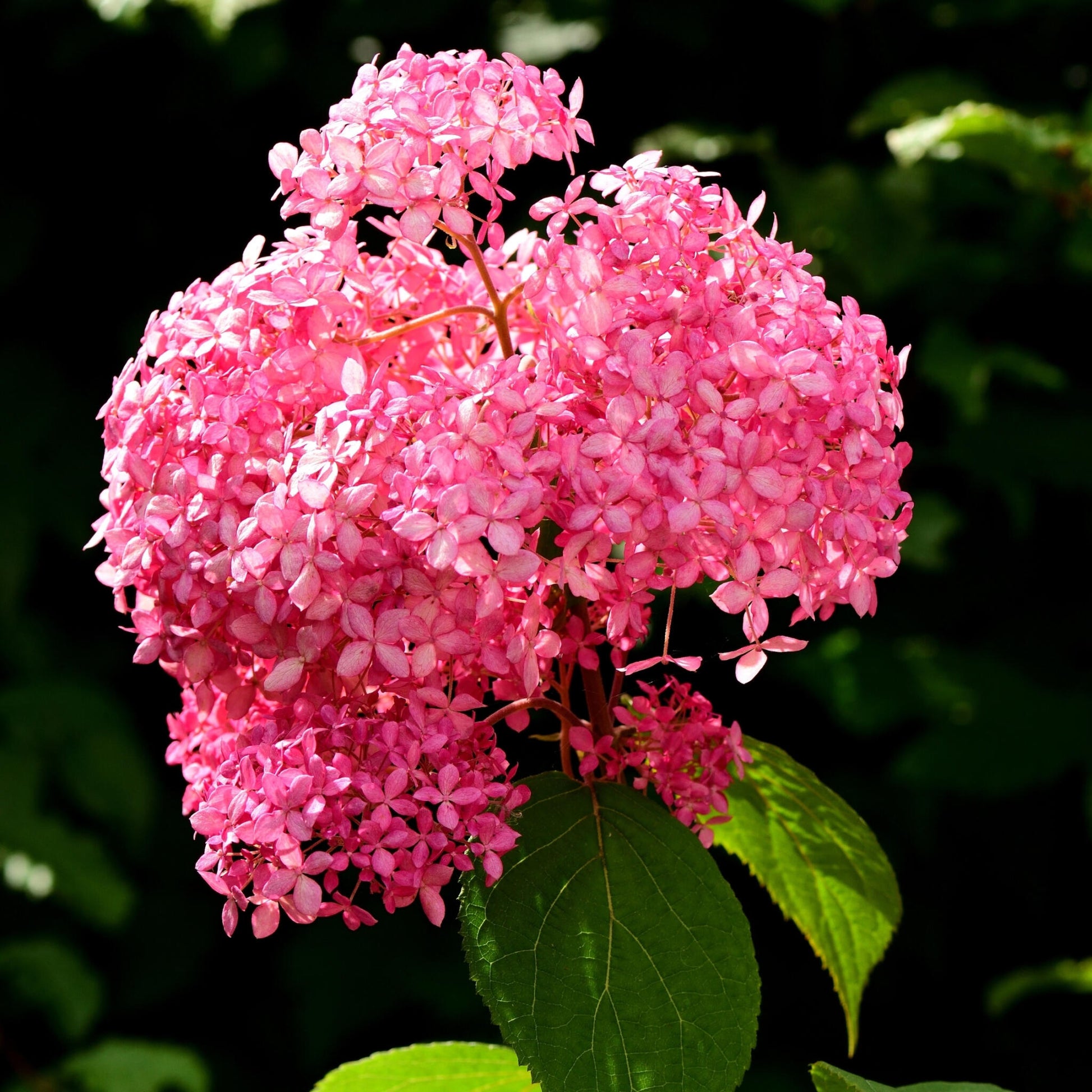 Hortensia - 2 Pzs - Hydrangea 'pink Annabelle' - Altura 40-50cm - ⌀19cm_3