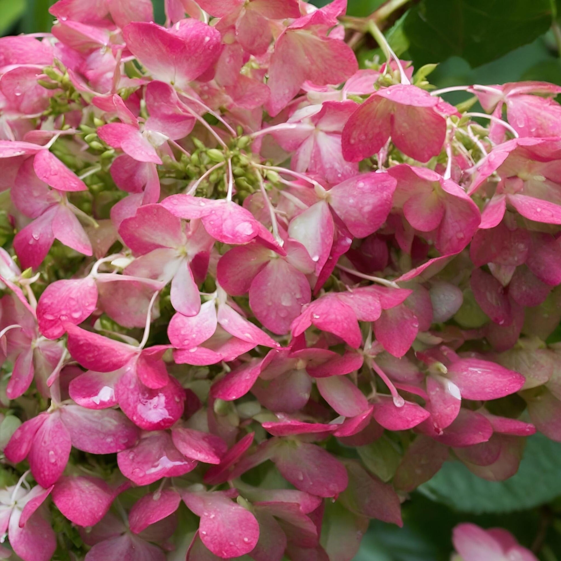 Hortensia - 2 Pzs - Hydrangea 'pink Diamond' - Altura 30-40cm - ⌀17cm_1